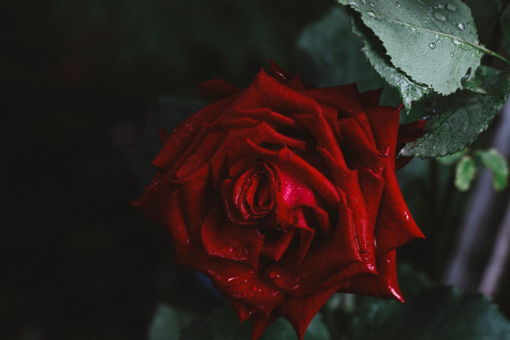Nahaufnahmefoto Der Roten Rose