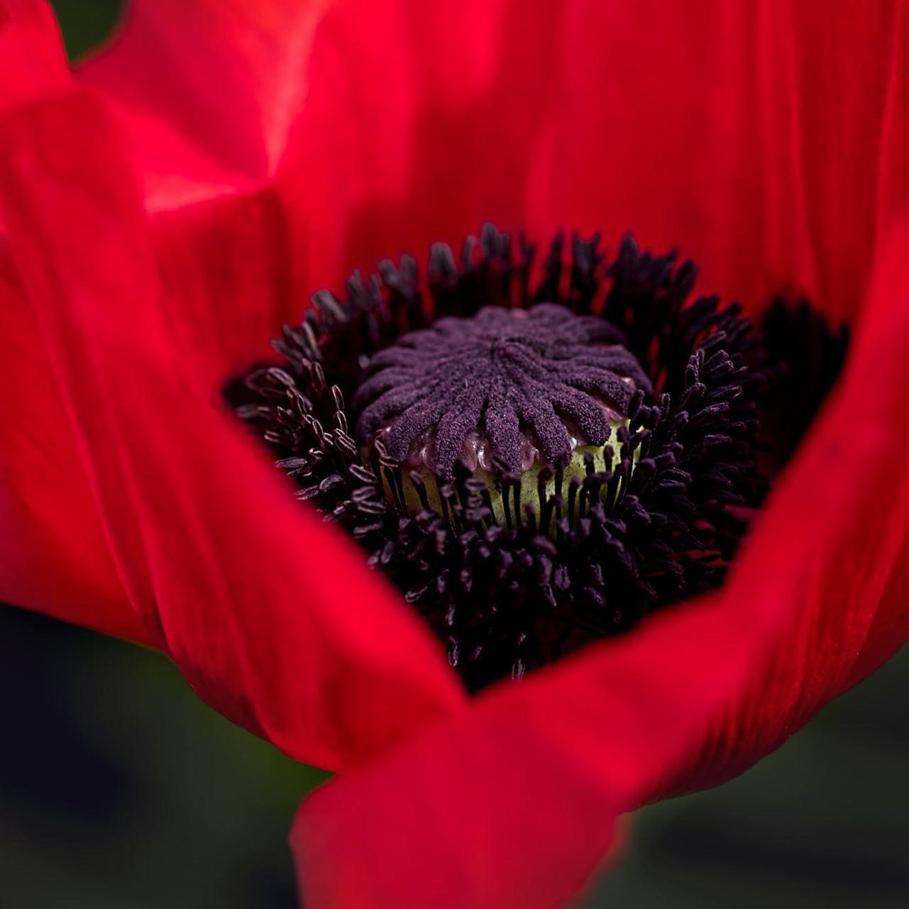 Nahaufnahme Fotografie Der Roten Mohnblume